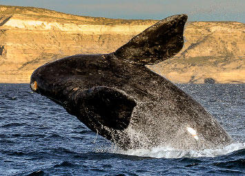 Puerto Madryn  